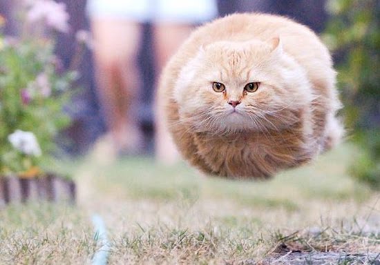Cool cat picture herehoverball cat! Posted, Reposted, or Reported to you 