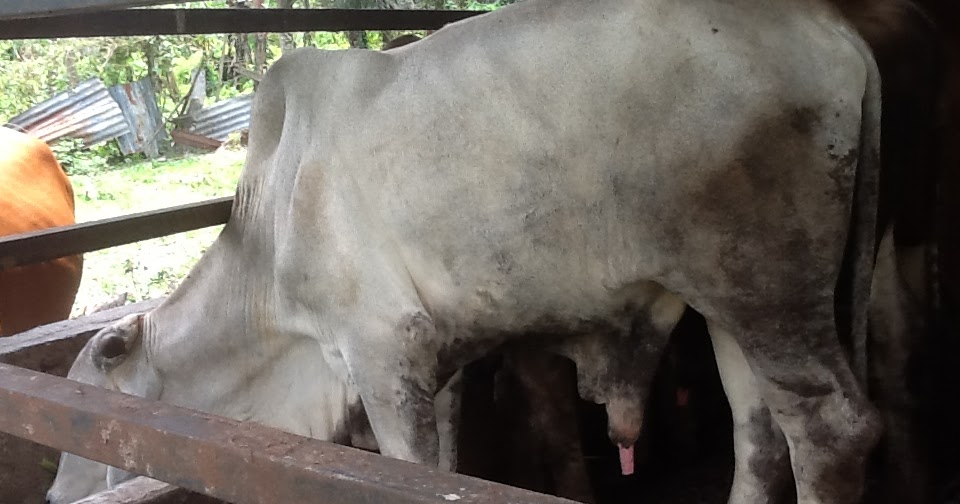ANF GLOBAL FARM ENTERPRISE: lembu brahman untuk dijual
