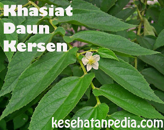 Khasiat Daun Kersen