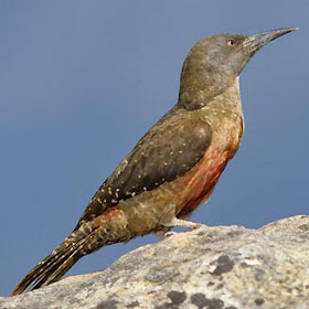 picidae pito terrestre Geocolaptes olivaceus