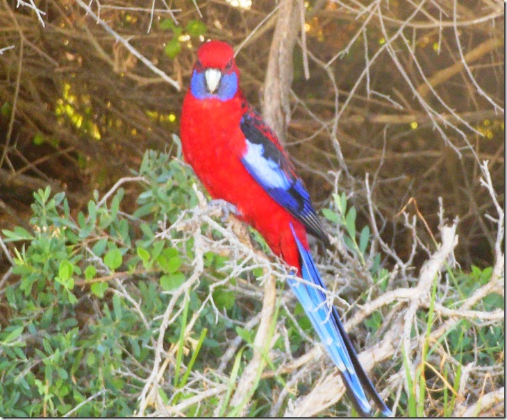 Crimson Rosella