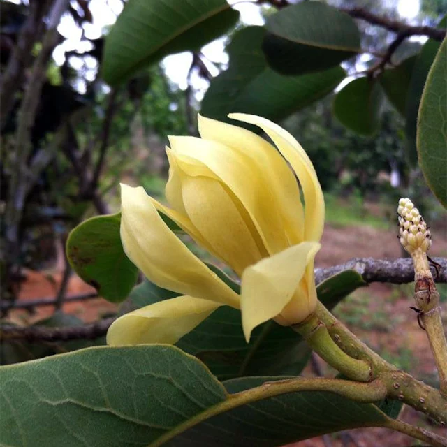 จำปีรัชนี (จำปีหลวง) Magnolia rajaniana ไม้ดอกหอมพื้นเมืองถิ่นเดียวของไทย