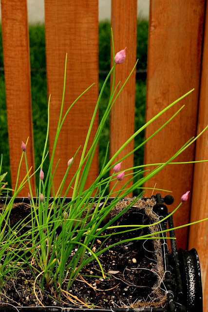 chives