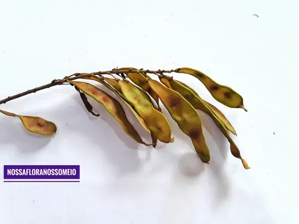 Frutos com sementes em um ramo de Deguelia hatschbachii