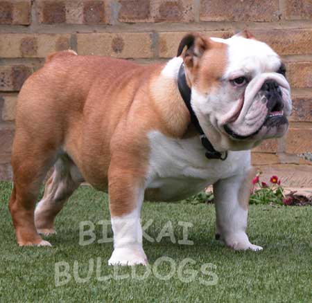 English Bulldog