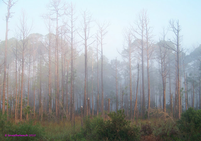 Misty Morning