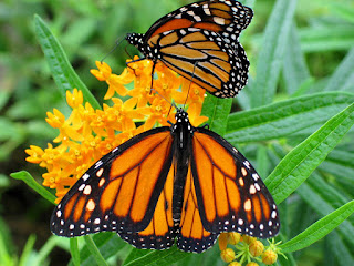 mariposas monarca