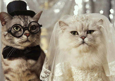 cat wedding