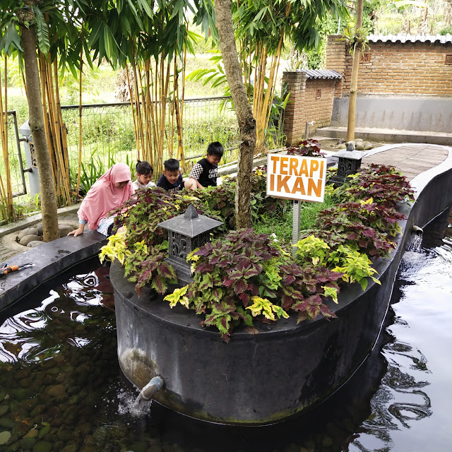 Terapi Ikan di Lumbung Padi