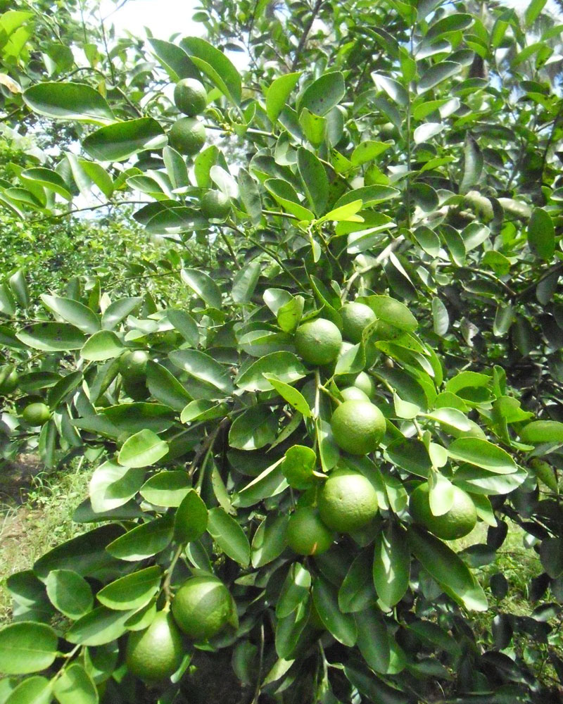 Tips Cara Menanam Jeruk  Purut  dan Jeruk  Nipis Agar Berbuah 