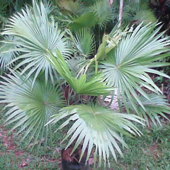 Palm Sadeng