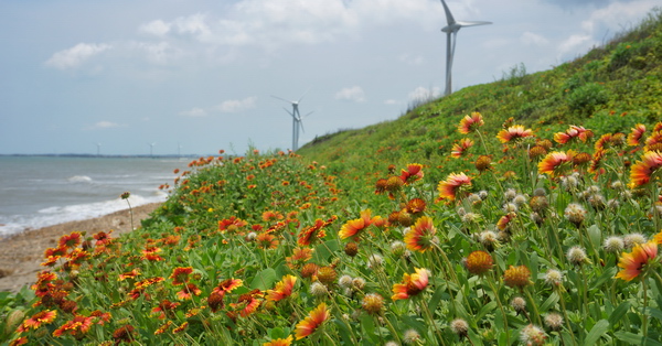 苗栗後龍海角樂園海邊賞天人菊嘉明湖、大風車、彩虹造景、拍美照