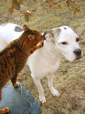 Animal Whisperers Seen On www.coolpicturegallery.us