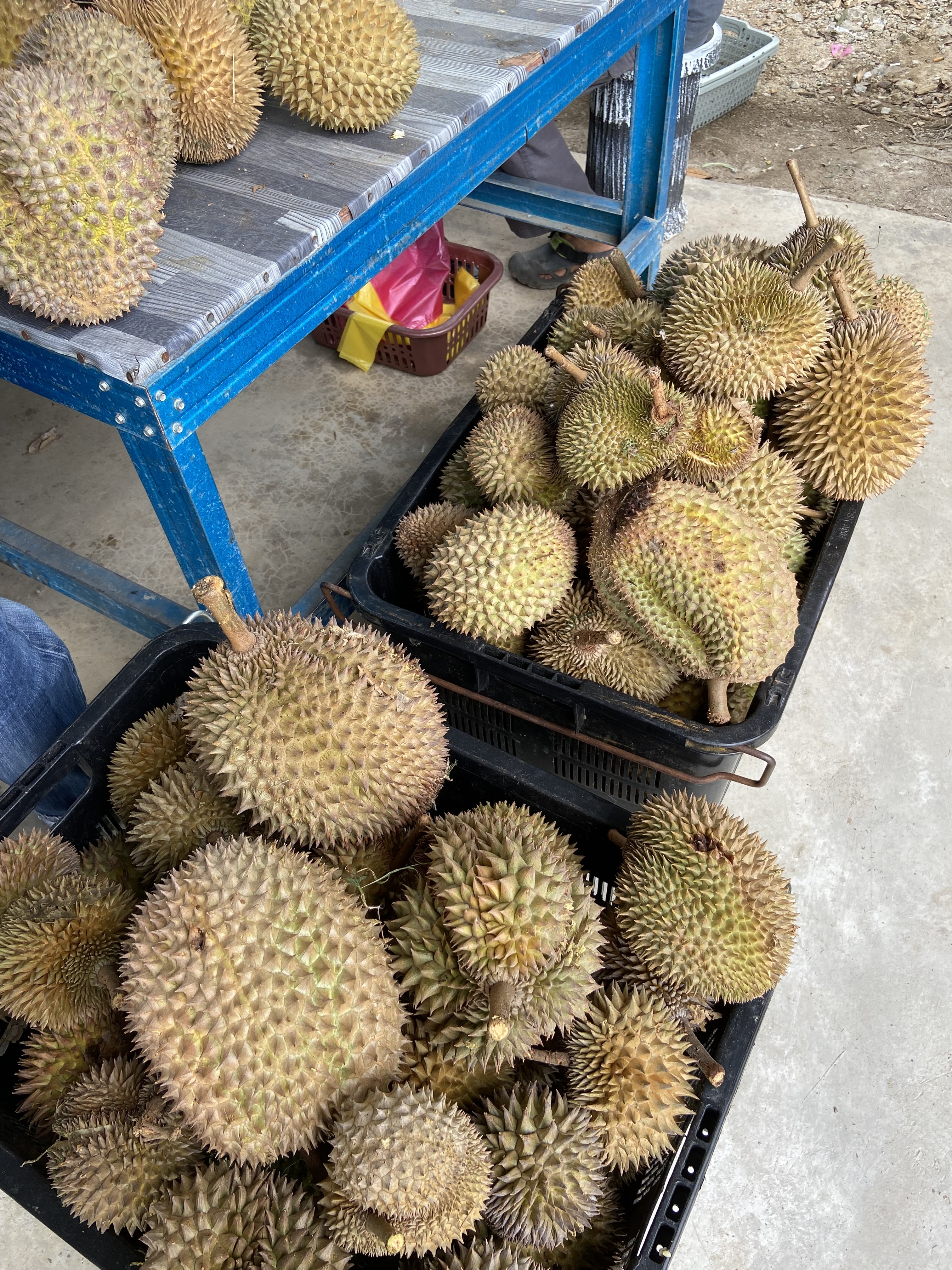 tempat viral raja buah, makan buah-buahan, kebun buah, raja buah