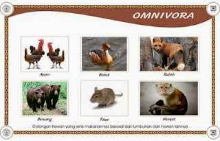 Gambar Hewan  Omnivora  Gambar photo