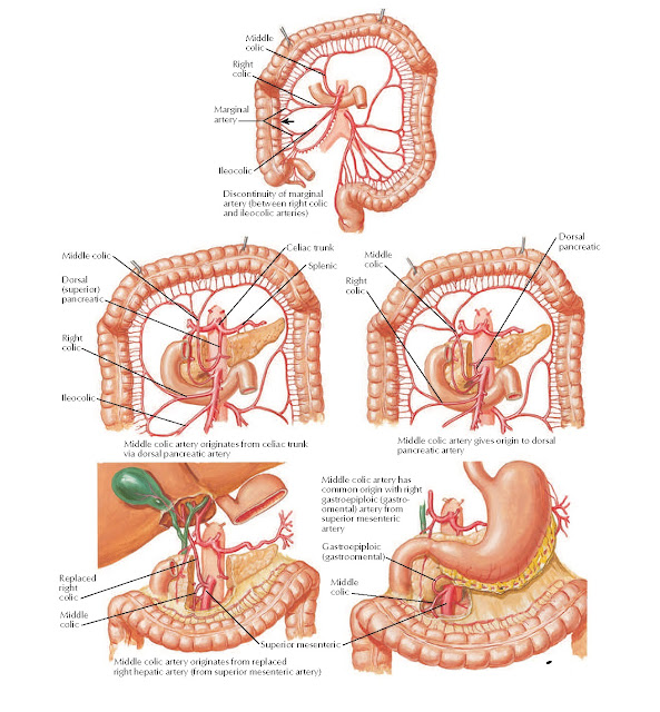 Variations in Colic Arteries Anatomy