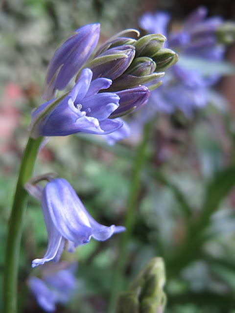 de mooiste foto's uit mijn tuin van mei 2013