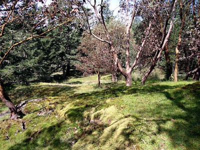 land on San Juan Island, rocks, moss, madrona, trees