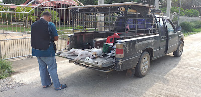 Hunde Kastration in Thailand