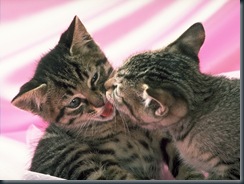 CAT_0091