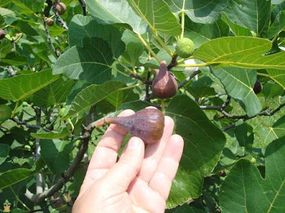 Fig tree fruit