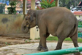 taman margasatwa dan budaya kinantan bukittinggi