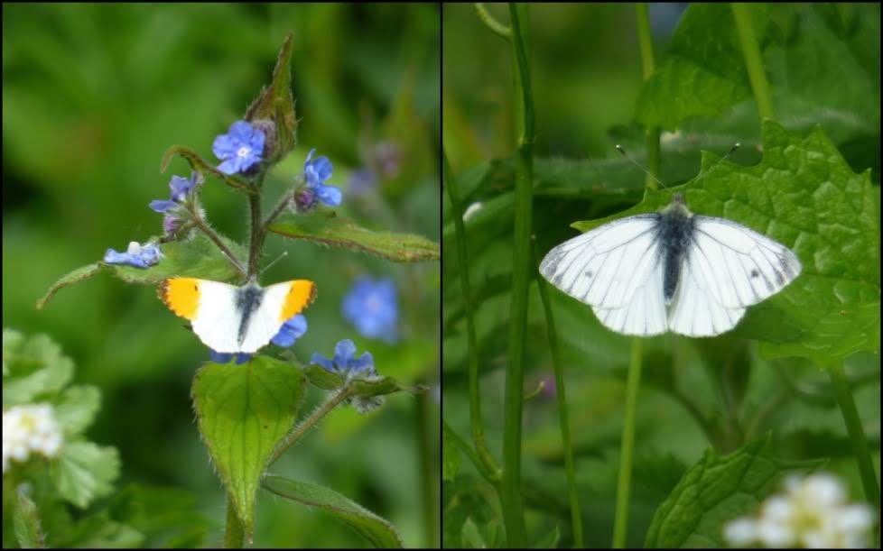 Orange tip butterflies: male (left) and female (right)