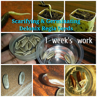 Scarification & Germination Of Delonix Regia Seeds (Royal Poinciana / Gulmohar Tree) 