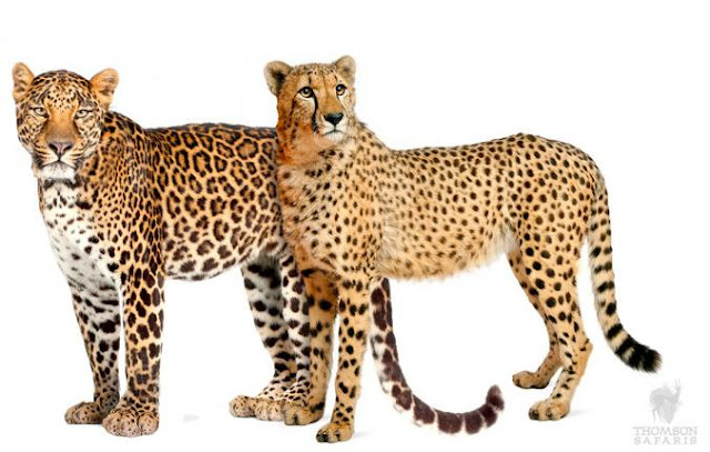 Cheetah Leopard comparison