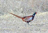 Ring-necked Phaesant, male – Bosque del Apache National Wildlife Refuge, NM – Jan. 2009 – photo by Alan Schmierer