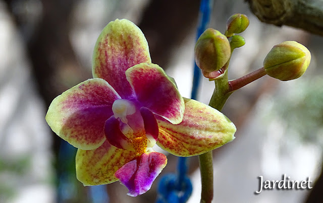 Mini orquídea phalaenopsis