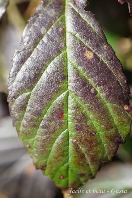 Brombeerblatt Makro