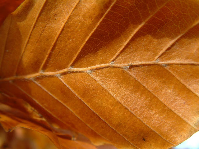 Dried Leaves Wallpaper