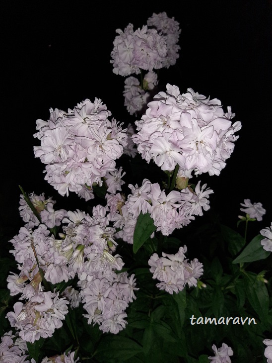 Мыльнянка лекарственная (Saponaria officinalis)