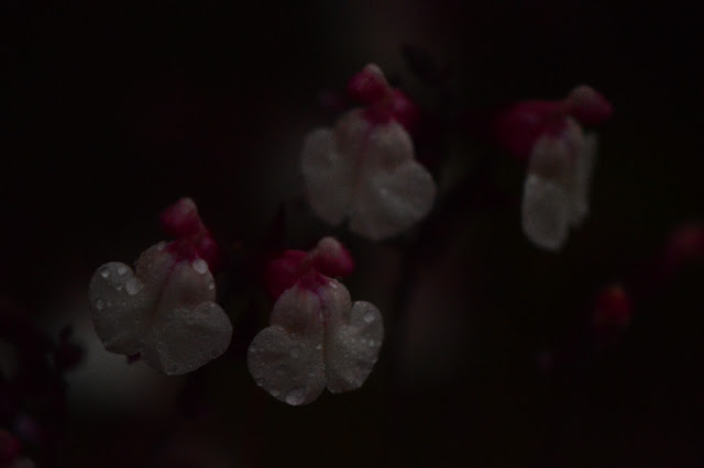 amy myers, small sunny garden, desert garden, photography, salvia greggii, autumn moon, autumn sage