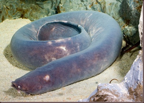 Amazing Animal Pictures Hagfish (7)