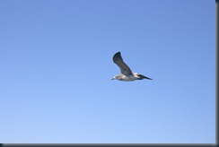 IMG_3487