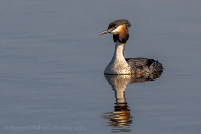 Great Crested Grebe in the Diep River on route to the Table Bay Nature Reserve 