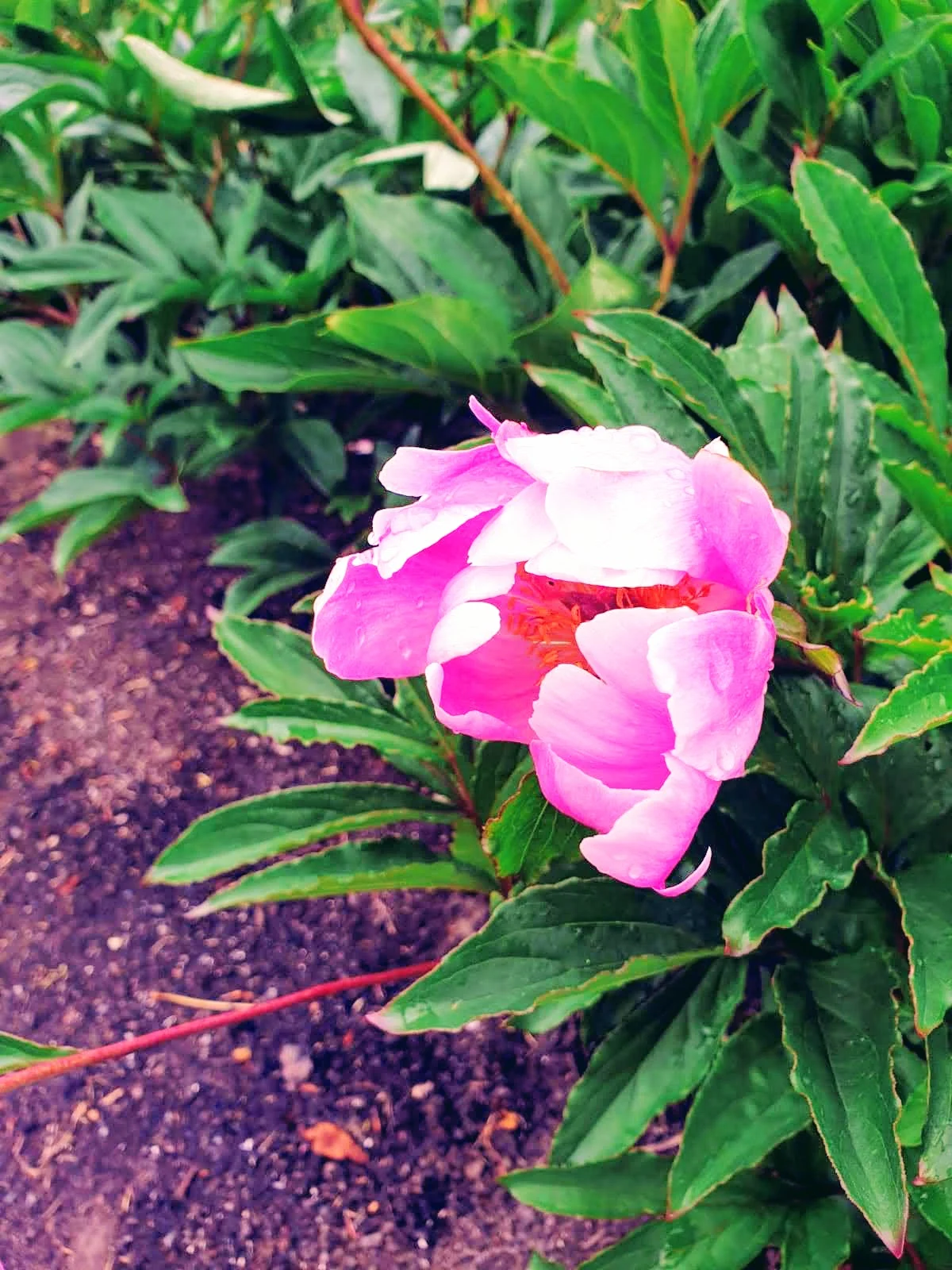 Running In The Rain And Some Rained On Flowers