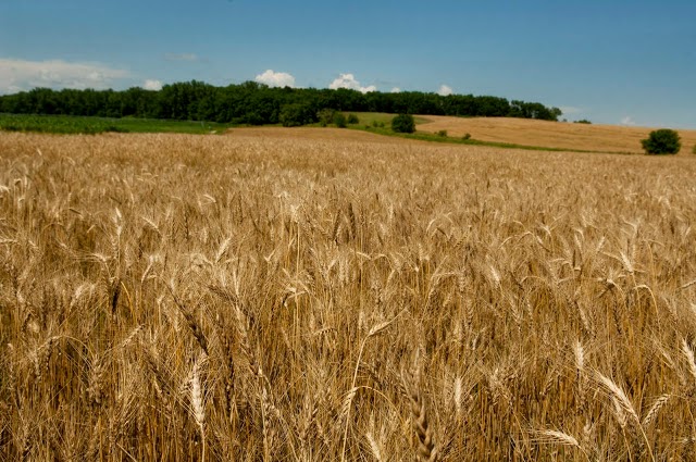 http://baileysbuddy.blogspot.com/2011/07/more-iowa-americana-bob-kelly-photos.html