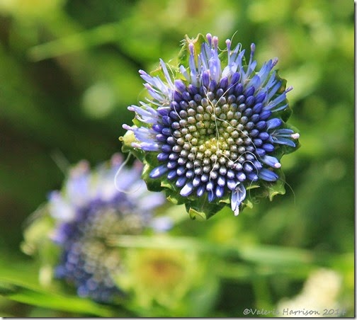 29-scabius