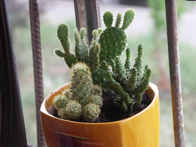 My Apartment Plants: How Often Should You ACTUALLY Water a Cactus?