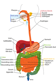 Digestive System of Human Body|Why need a Digestive System?