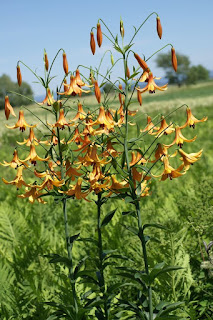 Lys du Canada - Lilium canadense 