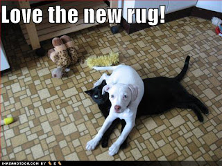 Dog Funny Picture