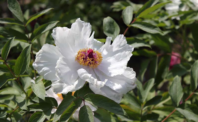 Peony Flowers Pictures