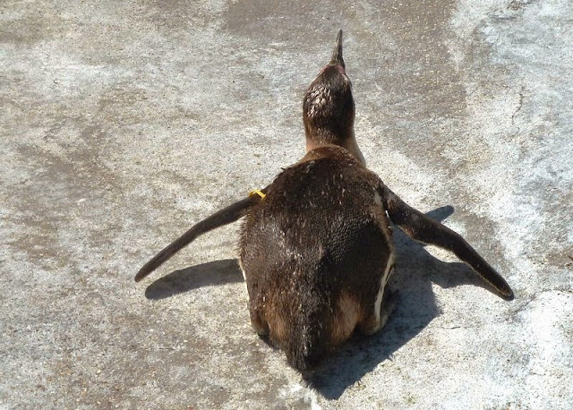 Humboldt Penguin in Seaview Wildlife Encounter