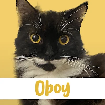 Pawswedan: Oboy