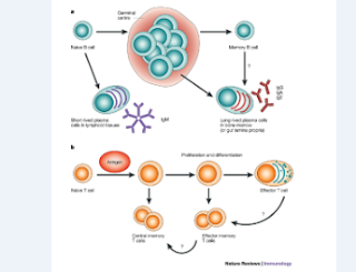 How do the experts in our hospital treat chronic kidney disease