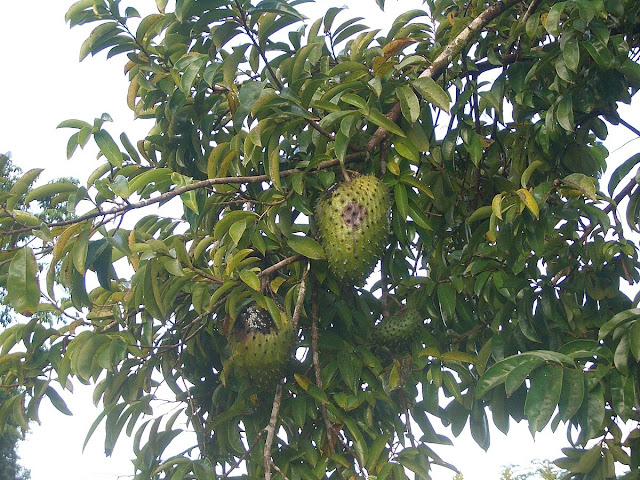 Плод Annona muricata на дереве